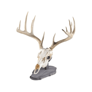 Foggy Bottom Woodworks European Mount Display Rustic Pine