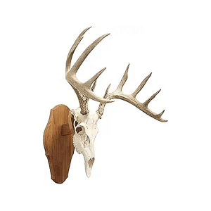 Foggy Bottom Woodworks European Mount Display Cherry