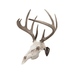 Allen Ez Mount Skull Hanger European Mount Display Brown