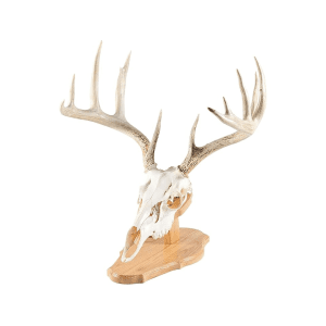 Foggy Bottom Woodworks European Mount Display Oak